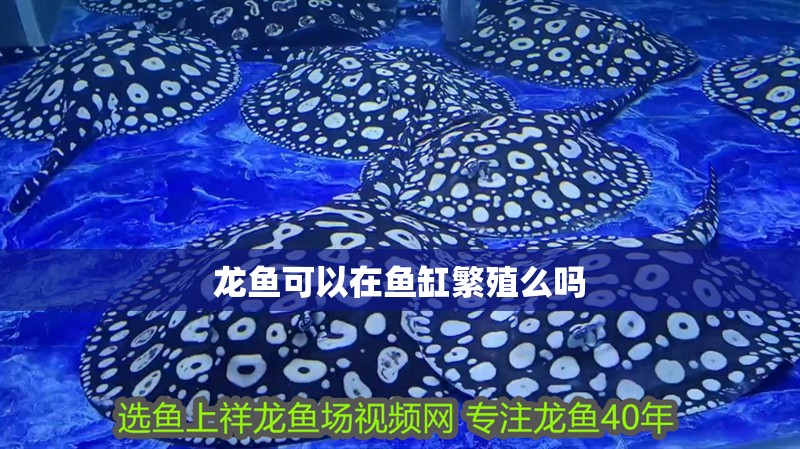龍魚可以在魚缸繁殖么嗎