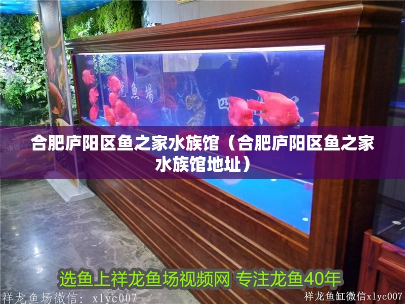 合肥廬陽區(qū)魚之家水族館（合肥廬陽區(qū)魚之家水族館地址）