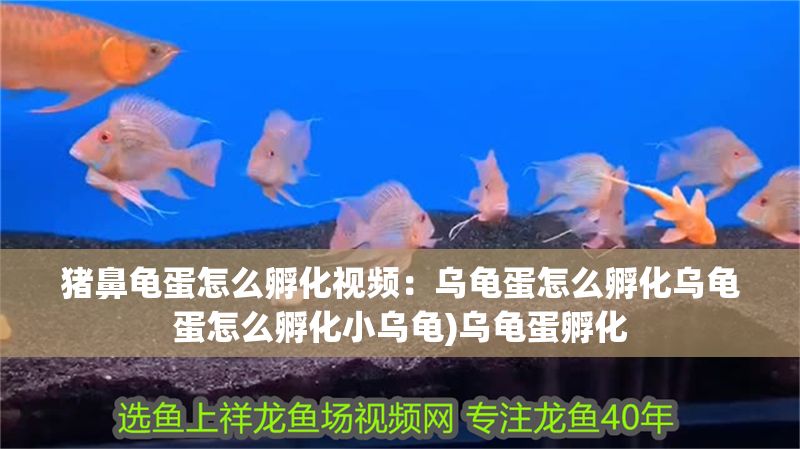 豬鼻龜蛋怎么孵化視頻：烏龜蛋怎么孵化烏龜蛋怎么孵化小烏龜)烏龜蛋孵化