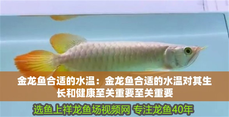 金龍魚合適的水溫：金龍魚合適的水溫對其生長和健康至關重要至關重要