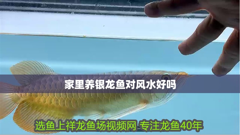 家里養銀龍魚對風水好嗎