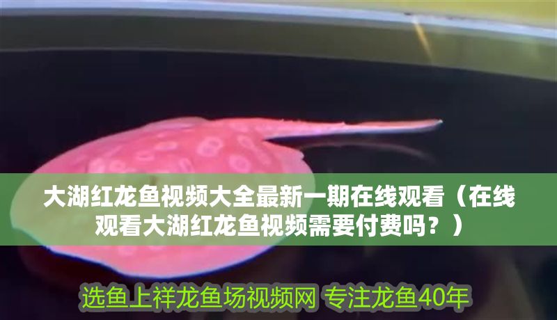 大湖紅龍魚(yú)視頻大全最新一期在線觀看（在線觀看大湖紅龍魚(yú)視頻需要付費(fèi)嗎？）