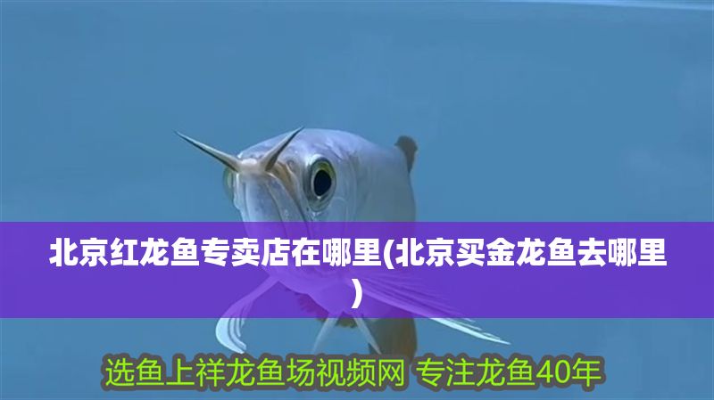 北京紅龍魚專賣店在哪里(北京買金龍魚去哪里)
