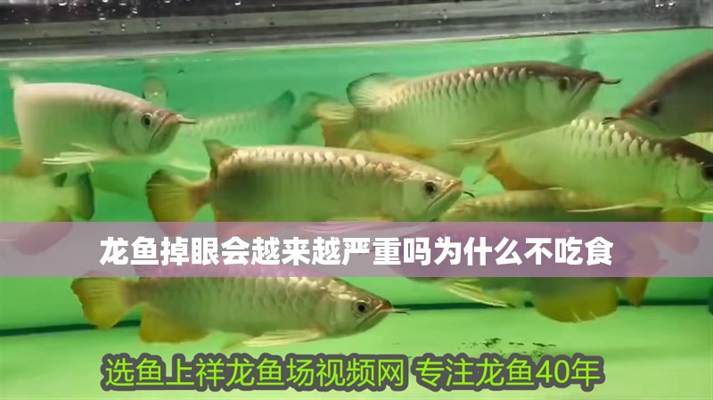 龍魚掉眼會越來越嚴重嗎為什么不吃食