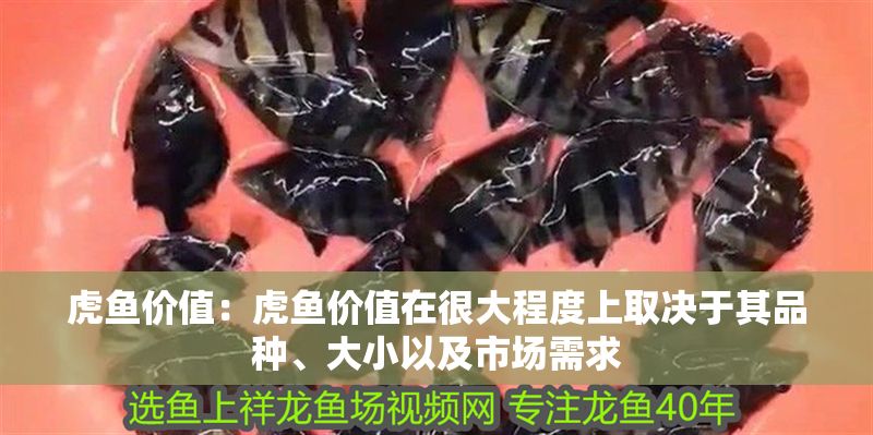 虎魚價值：虎魚價值在很大程度上取決于其品種、大小以及市場需求