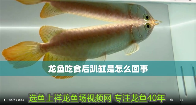 龍魚(yú)吃食后趴缸是怎么回事