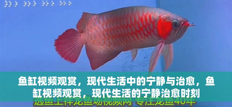 魚缸視頻觀賞，現代生活中的寧靜與治愈，魚缸視頻觀賞，現代生活的寧靜治愈時刻