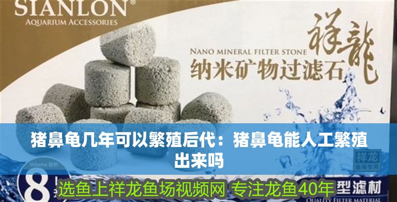 豬鼻龜幾年可以繁殖后代：豬鼻龜能人工繁殖出來嗎