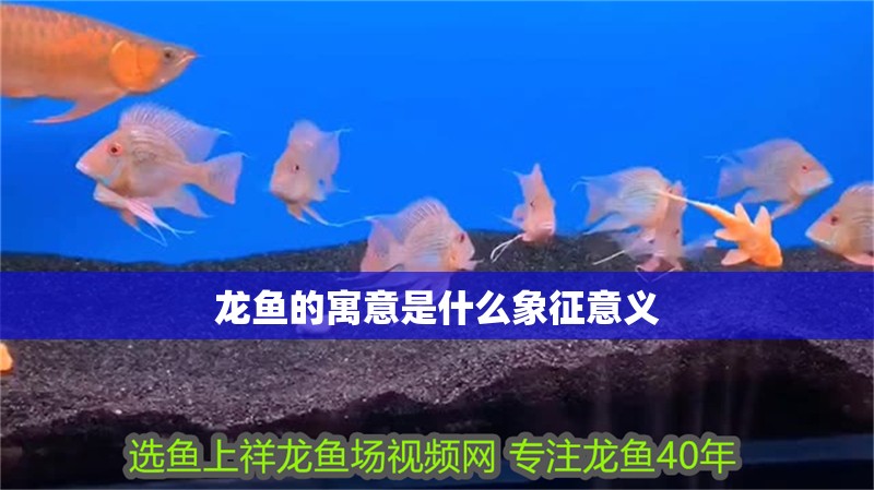 龍魚的寓意是什么象征意義