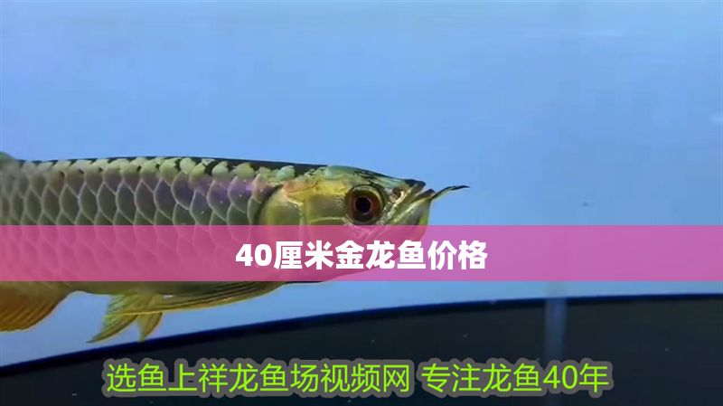40厘米金龍魚價格