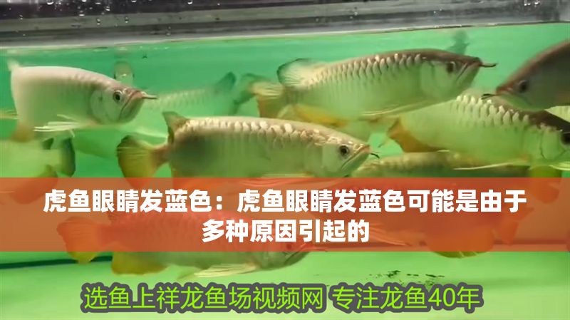 虎魚眼睛發(fā)藍色：虎魚眼睛發(fā)藍色可能是由于多種原因引起的