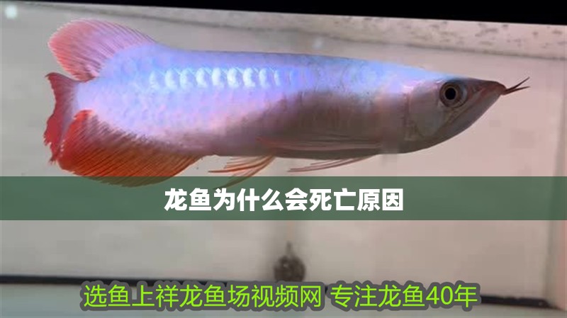 龍魚為什么會死亡原因