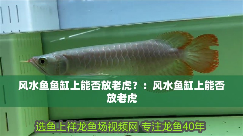 風水魚魚缸上能否放老虎？：風水魚缸上能否放老虎
