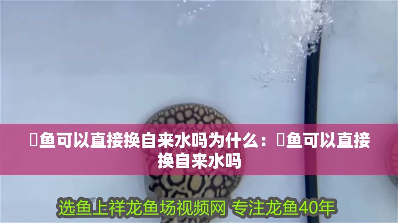 魟魚可以直接換自來水嗎為什么：魟魚可以直接換自來水嗎