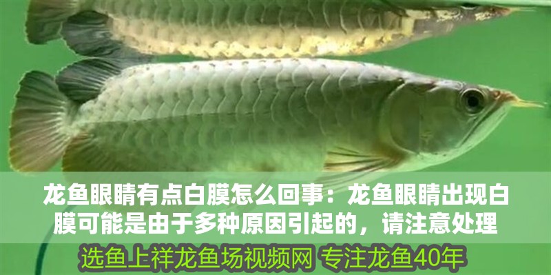 龍魚眼睛有點(diǎn)白膜怎么回事：龍魚眼睛出現(xiàn)白膜可能是由于多種原因引起的，請(qǐng)注意處理