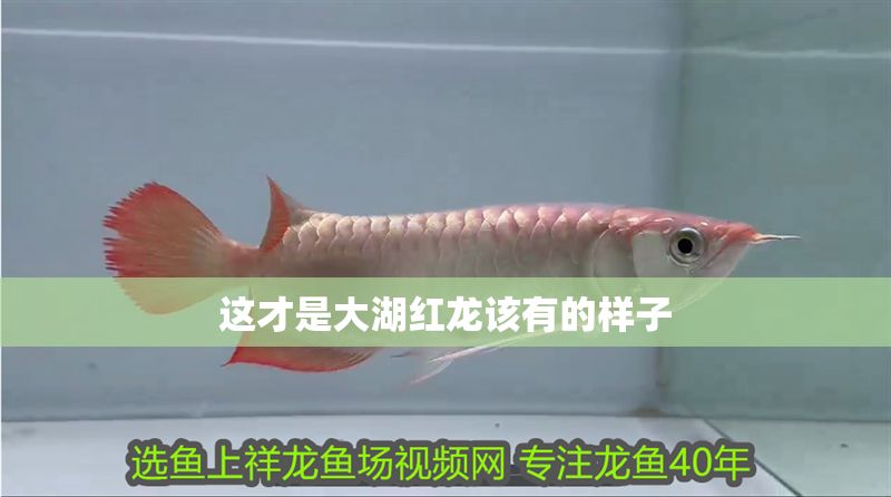 這才是大湖紅龍該有的樣子