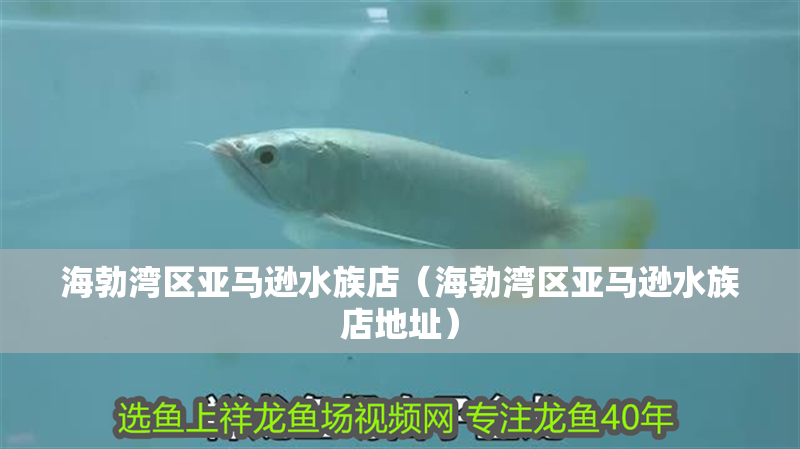 海勃灣區(qū)亞馬遜水族店（海勃灣區(qū)亞馬遜水族店地址）