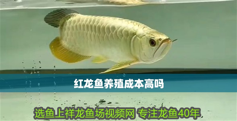 紅龍魚養殖成本高嗎