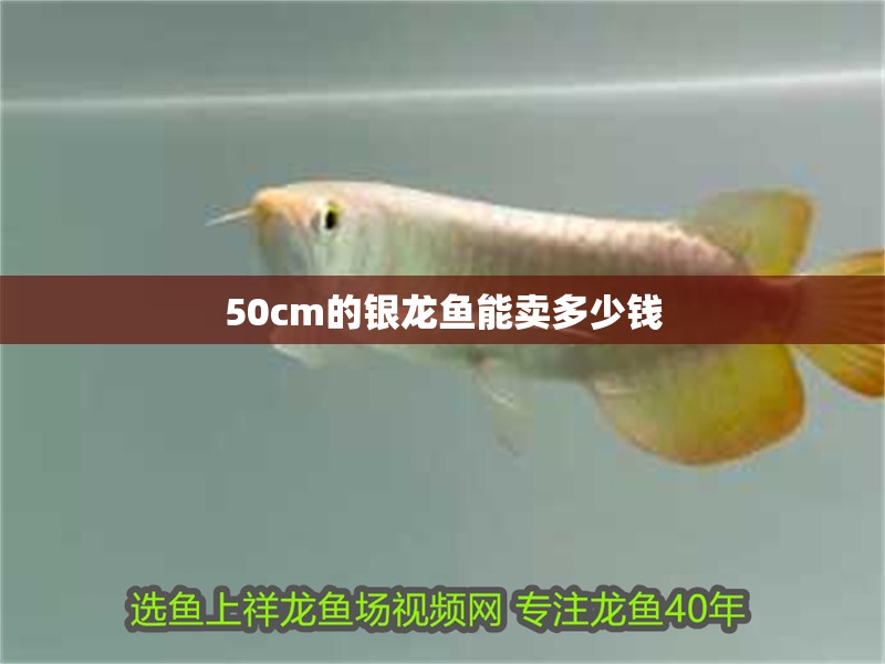50cm的銀龍魚能賣多少錢