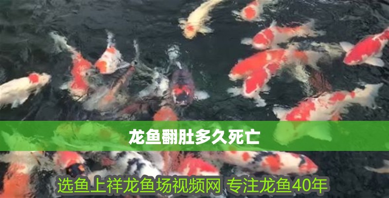 龍魚翻肚多久死亡