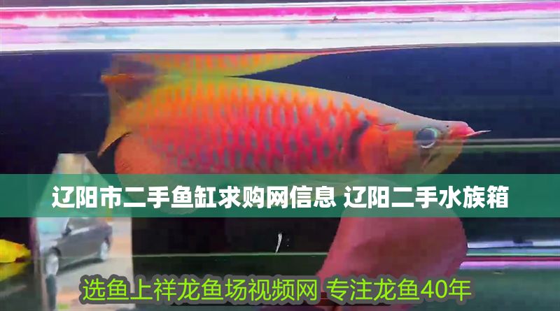 遼陽市二手魚缸求購網信息 遼陽二手水族箱 遼陽市二手魚缸求購網信息 遼陽二手水族箱 元寶鳳凰魚百科 第1張