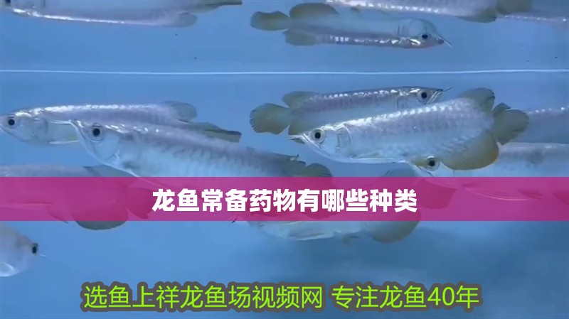 龍魚常備藥物有哪些種類