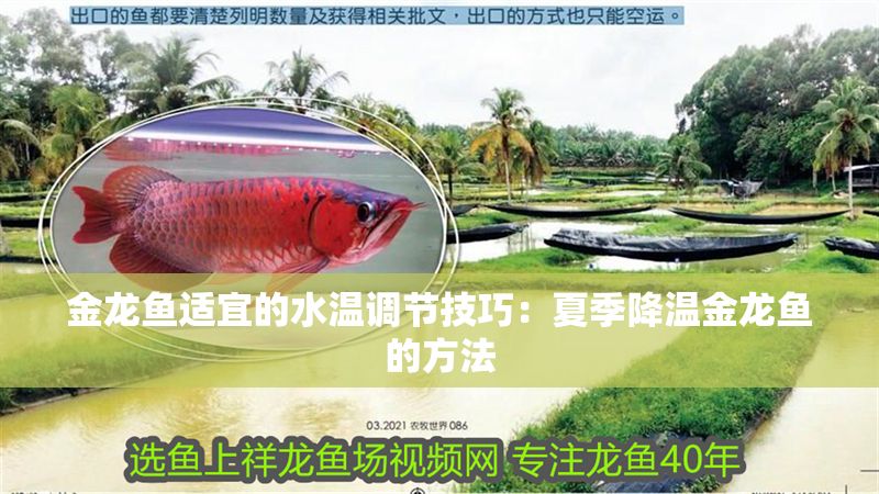 金龍魚適宜的水溫調節技巧：夏季降溫金龍魚的方法