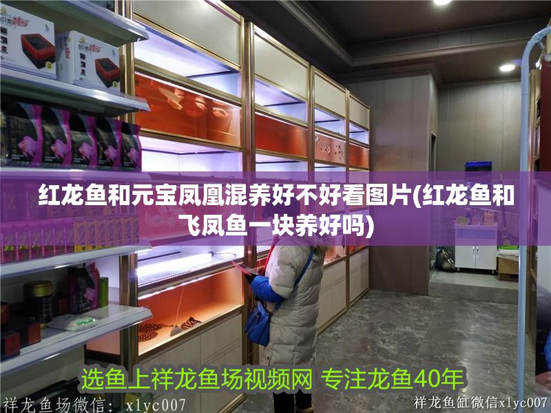 紅龍魚和元寶鳳凰混養好不好看圖片(紅龍魚和飛鳳魚一塊養好嗎)