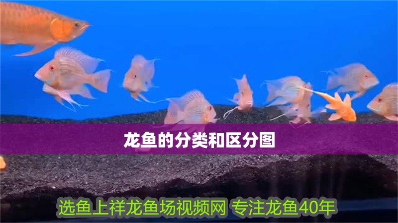 龍魚的分類和區(qū)分圖