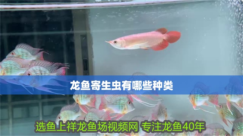 龍魚寄生蟲有哪些種類