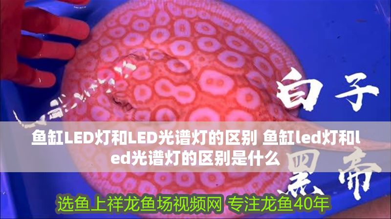 魚缸LED燈和LED光譜燈的區(qū)別 魚缸led燈和led光譜燈的區(qū)別是什么