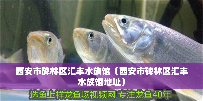 西安市碑林區(qū)匯豐水族館（西安市碑林區(qū)匯豐水族館地址）