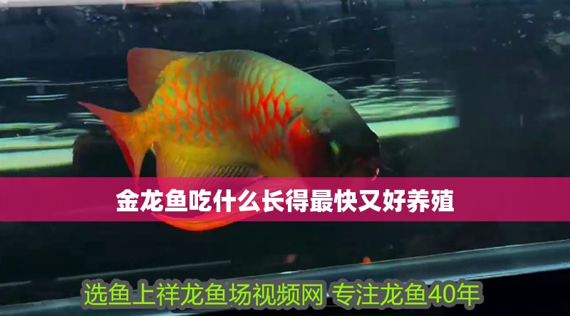 金龍魚(yú)吃什么長(zhǎng)得最快又好養(yǎng)殖