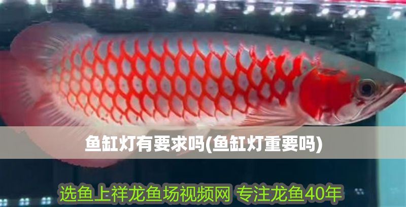 魚缸燈有要求嗎(魚缸燈重要嗎)