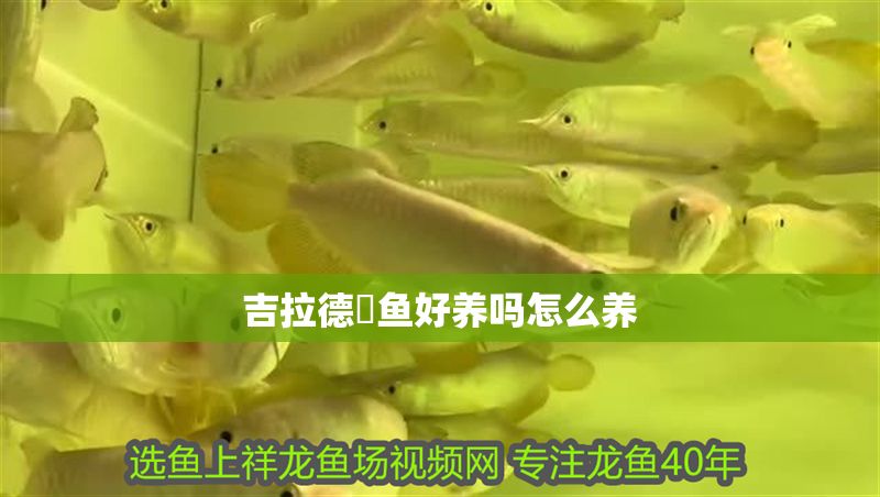 吉拉德鳉魚好養嗎怎么養