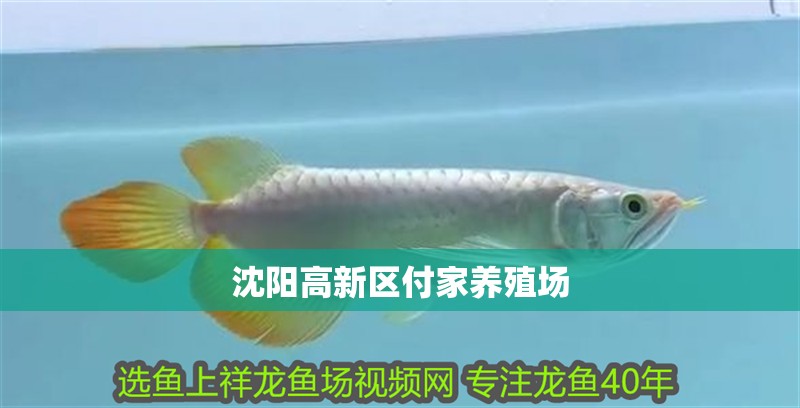 沈陽高新區付家養殖場 沈陽高新區付家養殖場 全國水族館企業名錄