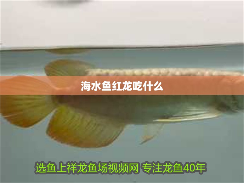 海水魚紅龍吃什么