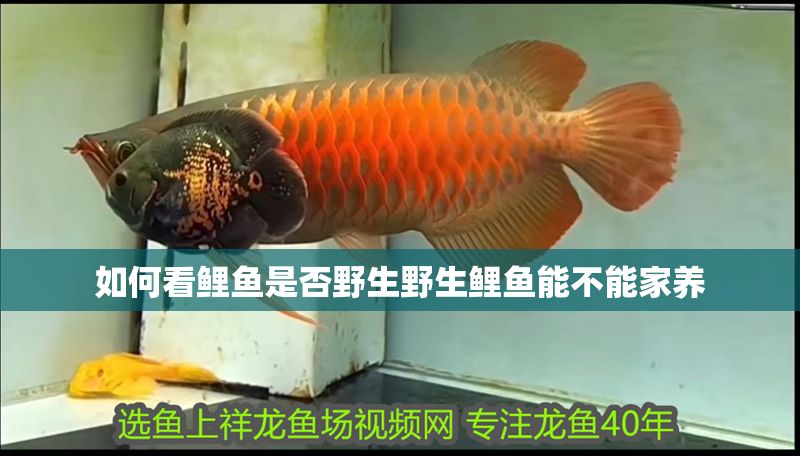 如何看鯉魚是否野生野生鯉魚能不能家養