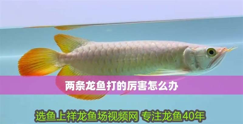 兩條龍魚打的厲害怎么辦