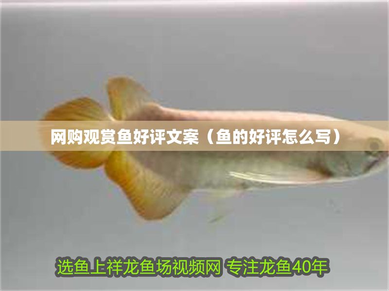 網(wǎng)購觀賞魚好評文案（魚的好評怎么寫）