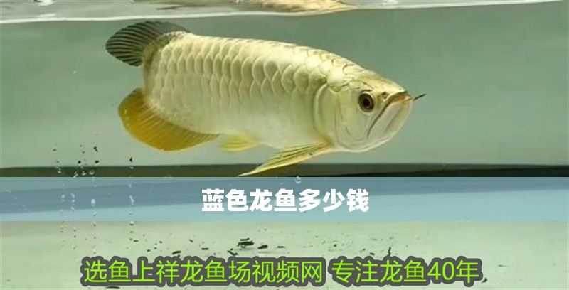 藍色龍魚多少錢
