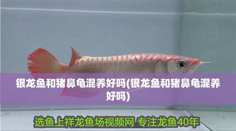 銀龍魚和豬鼻龜混養(yǎng)好嗎(銀龍魚和豬鼻龜混養(yǎng)好嗎)