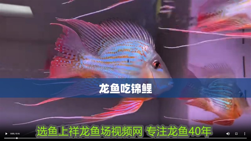 龍魚吃錦鯉