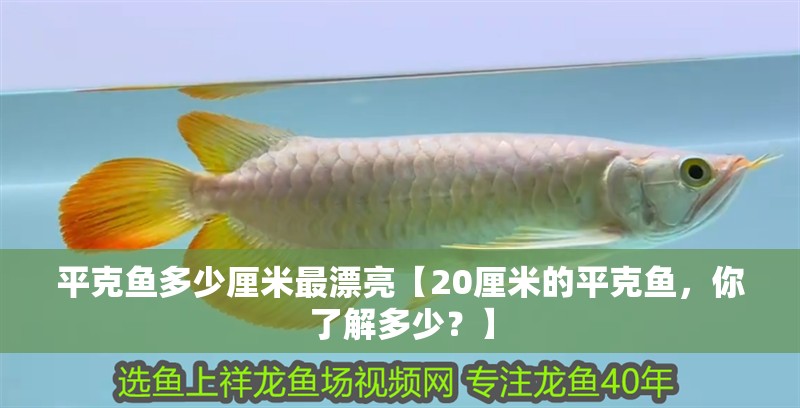 平克魚多少厘米最漂亮【20厘米的平克魚，你了解多少？】