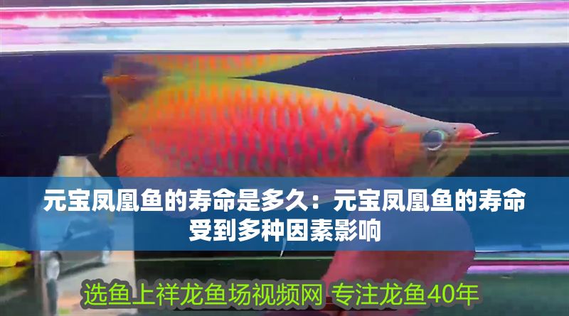 元寶鳳凰魚的壽命是多久：元寶鳳凰魚的壽命受到多種因素影響