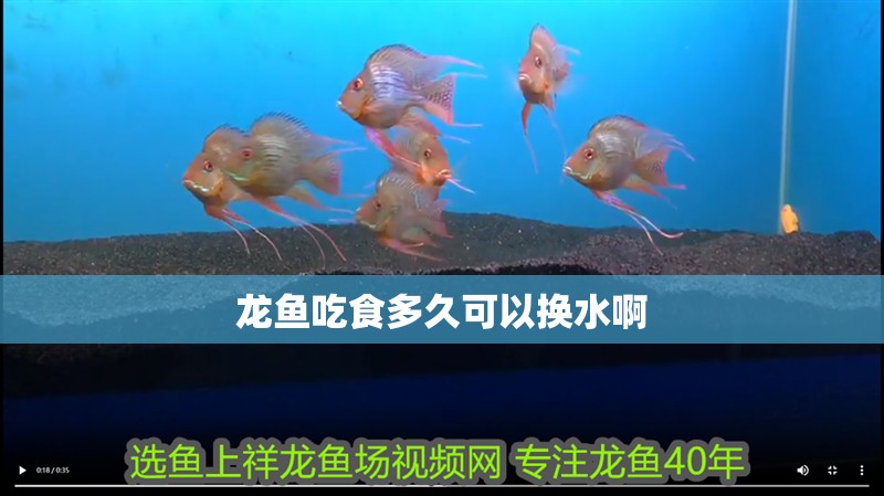 龍魚吃食多久可以換水啊