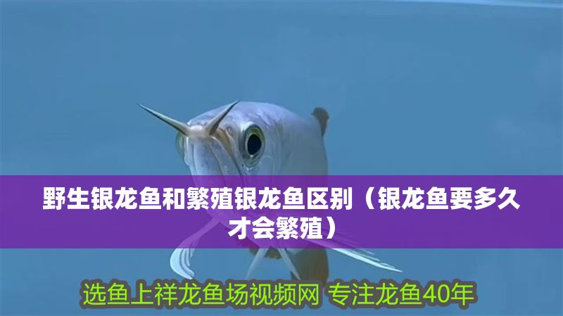 野生銀龍魚和繁殖銀龍魚區別（銀龍魚要多久才會繁殖）