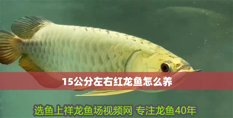 15公分左右紅龍魚怎么養(yǎng)