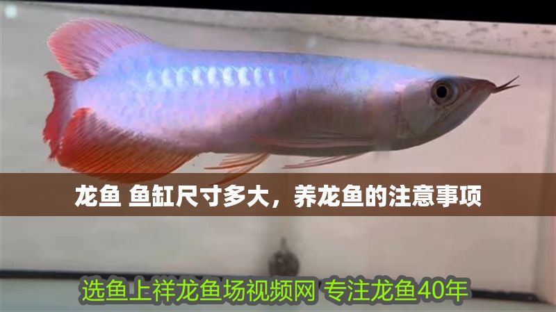 龍魚 魚缸尺寸多大，養龍魚的注意事項