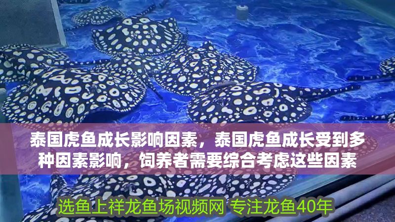 泰國虎魚成長影響因素，泰國虎魚成長受到多種因素影響，飼養者需要綜合考慮這些因素